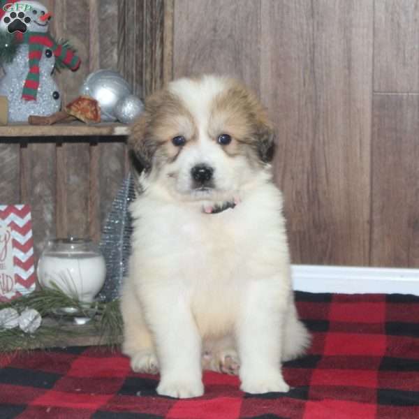 Ricky, Great Pyrenees Puppy